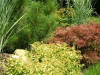 /album/fotogalerie-vysadba1/dsc02232-jpg/